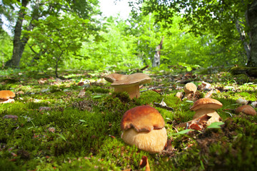 A group of raw cep mushrooms growing on a meadow with sunlight.