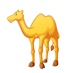 Vector illustration of cartoon camel