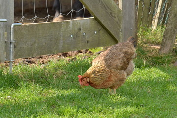 een krielkip in een weitje op een boerderij in Zuid-Limburg