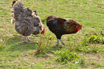 de balts van een haan en een kip op een boerderij in Zuid-Limburg