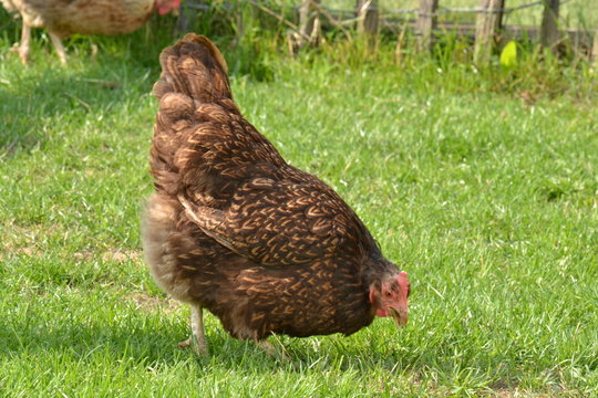 een krielkip in een weitje op een boerderij in Zuid-Limburg
