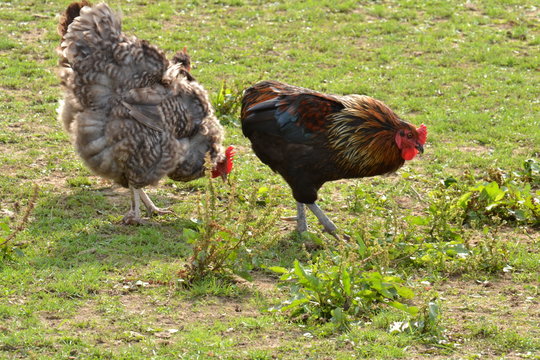 de balts van een haan en een kip op een boerderij in Zuid-Limburg