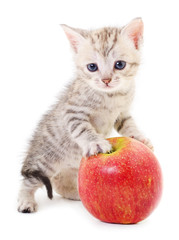 Small gray kitten and apple.