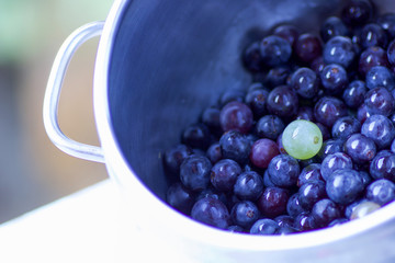 close up of black  strawberry grapes in a pot and one white