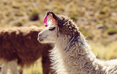 Obraz premium Travel to Bolivia - Llamas in the Altiplano Desert