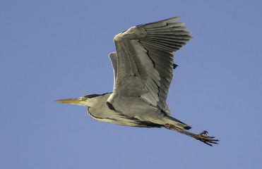 Heron