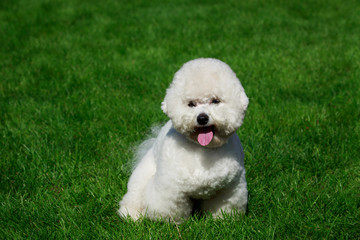 The dog breed Bichon Frise