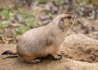 Lonely gopher sitting on the sand