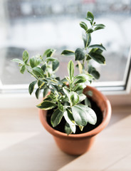 Calamondin in flowerpot