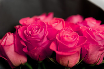 Beautiful red roses