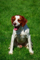 The dog breed Breton Spaniel