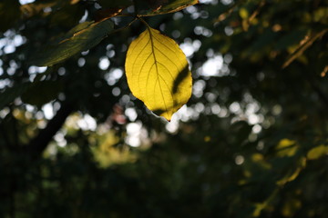 Herbst Blatt am Baum in Gold