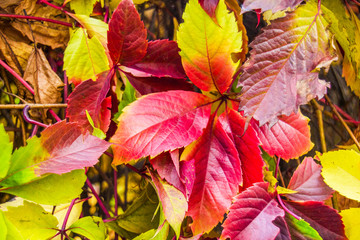 colorful autumn leaves