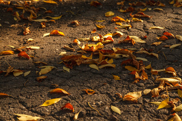 Yellow autumn leaves on cracked asphalt