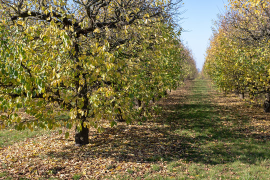 Fruit trees in the orchard. Falling leaves in a tree farm. Season of the autumn.