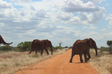 Fototapeta premium African Elepahants 