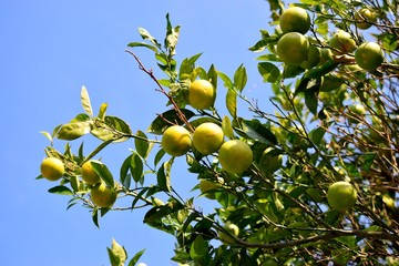 lemons on tree