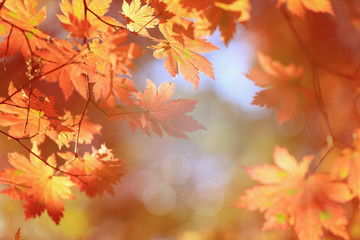 Naklejka na ściany i meble Blurred autumn background, yellow maple leaves. frame