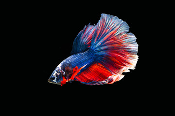 The moving moment beautiful of siamese betta fish or splendens fighting fish in thailand on black background. Thailand called Pla-kad or biting fish.