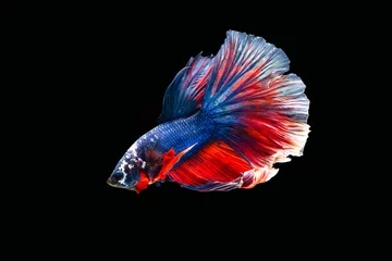 Foto op Aluminium The moving moment beautiful of siamese betta fish or splendens fighting fish in thailand on black background. Thailand called Pla-kad or biting fish. © Soonthorn