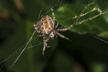 Garden spider in broken web.