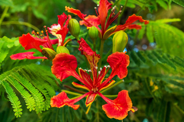 Red flower on orchid tree. Close up.