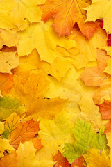 Naklejka na ściany i meble Top view on beautiful colorful bright autumn lying on the ground. A bouquet of multicolored leaves of red, yellow, red, green, orange. Flat lay. Autumn concept