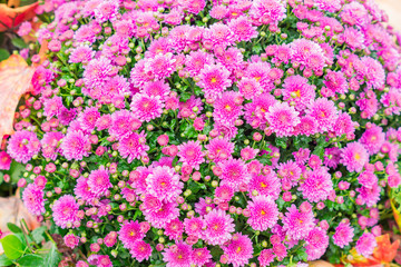 Chrysanthemum flowers as a background. Field of pink Chrysanthemums. Selective focus