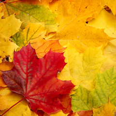 Naklejka na ściany i meble Closeup of autumn leaves lie on the ground. A bunch of colorful leaves of marple, yellow, red, green, orange. Flat lay. Autumn concept