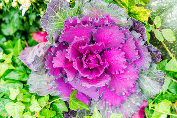 Top view of decorative purple cabbage or kale.