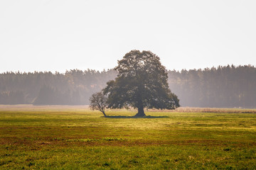 einzelner Baum auf einem Feld, Eiche alleinstehend