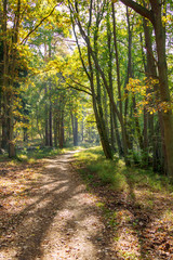 Wanderweg im Wald im Herbst, herbstliches Licht, Unschärfe