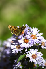 Close-up of a Beautiful Butterfly on Aster Flowers, Nature, Macro