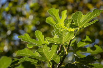 Leaves of Ficus carica on a green blurred background. Nature concept for design