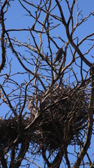 Birds Of The Crimea.