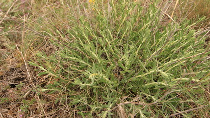 Plants Of The Crimea.