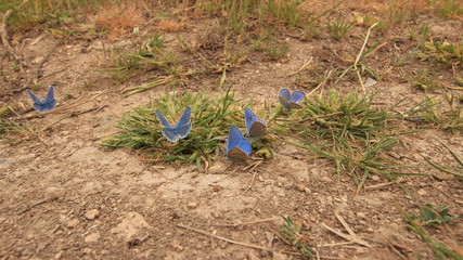 Butterflies Of The Crimea.