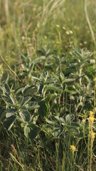 Plants Of The Crimea.