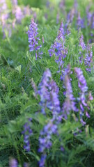 Plants Of The Crimea.