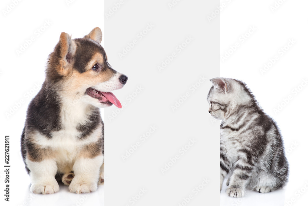 Poster cat and dog sitting and peeking behind empty white board. isolated on white background. space for te