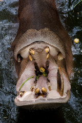 Fototapeta na wymiar Big Hippopotamus (Hippopotamus Amphibius) in water. Outdoor. Hippopotamus in the water with open mouth asking for food at the zoo.