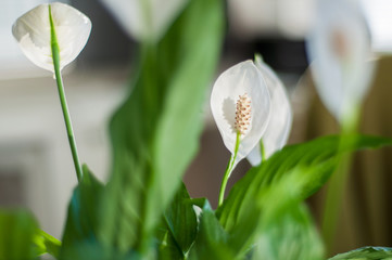 Obraz premium A closeup of a white flowering peace lily and its green leaves in an relaxed and harmonious home office on a sunny day