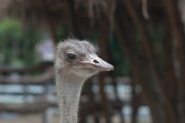 Portrait of a Ostrich, close up, summer sunny day, vertical. Thailand zoo.