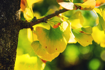 Bright yellow and green fall and autumn colorful Ginkgo biloba in bright sun light
