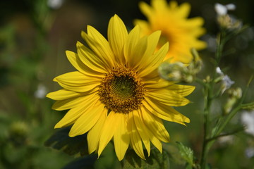 Bright yellow flower plant on a nature field in summer sun light