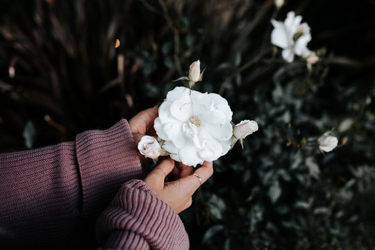 Hand holding white flower
