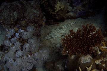 Naklejka na ściany i meble underwater. red sea