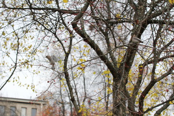 Fototapeta premium Autumn in Finland