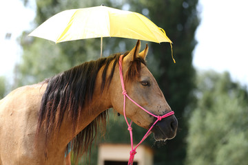 Clever sport horses don't fear of umbrellas