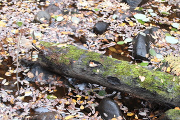 autumn leaves in water